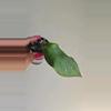 plant/Hoya sp Gumpang AA001 #8337 🦆Ugly Duckling Deal🦆 scroll for mama pic😅-3-thumbnail