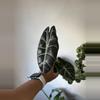 plant/Alocasia Watsoniana Red Vein Corms (Growers Choice)-2-thumbnail