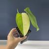 plant/Syngonium Chiapense variegated-0-thumbnail