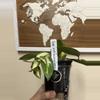 plant/Hoya Acuta inner variegated-1-thumbnail