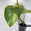 plant/Monstera ‘Jungle Mint’-0-thumbnail
