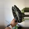 plant/Alocasia Watsoniana Red Vein Corms (Growers Choice)-0-thumbnail