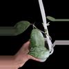 plant/Hoya Pemalang Silver #8342-5-thumbnail