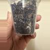plant/Hoya Fungii (b)-1-thumbnail