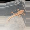 plant/Lilly white 66% het axanthic-0-thumbnail