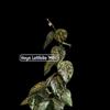 plant/Hoya Latifolia 'MRH' #9036-6-thumbnail