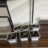 plant/Hoya burtoniea-0-thumbnail