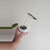 plant/Alocasia Pink Black Velvet (APBV1)-3-thumbnail