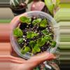 plant/Sams Dream X Crystal Doryaki Crystal 1 seedling-1-thumbnail