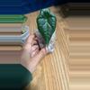 plant/Alocasia Maharani-1-thumbnail
