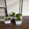 plant/Peperomia obtusifolia-0-thumbnail