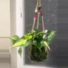plant/Philodendron Brasil in hanging kokedama-1-thumbnail