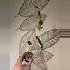 plant/Fallopia multiflora-1-thumbnail