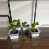 plant/Peperomia cubensis-0-thumbnail