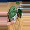 plant/Alocasia Maharani-2-thumbnail