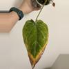 plant/Anthurium Forgetii mutation Ukay-1-thumbnail