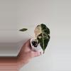 plant/Alocasia Pink Black Velvet (APBV1)-1-thumbnail