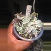 plant/Variegated String of Hearts in 4 inch pot.-2-thumbnail