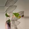 plant/Fallopia multiflora-2-thumbnail