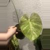 plant/Monstera White Monster-0-thumbnail