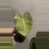 plant/Monstera White Monster-1-thumbnail