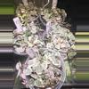 plant/Variegated String of Hearts in 4 inch pot.-0-thumbnail