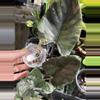 plant/Aurea antoro corm-0-thumbnail