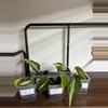 plant/Philodendron rio-0-thumbnail