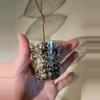 plant/Fallopia multiflora-3-thumbnail