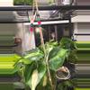 plant/Philodendron Brasil in hanging kokedama-3-thumbnail