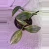 plant/Epi amplissimum aurea-0-thumbnail