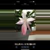 plant/Thanksgiving cactus pink/white bloom-1-thumbnail