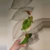 plant/Fallopia multiflora-0-thumbnail