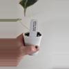 plant/Alocasia Pink Black Velvet (APBV1)-5-thumbnail