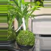 plant/Areca Palm in kokedama-1-thumbnail