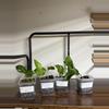 plant/Lemon meringue pothos-0-thumbnail