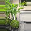 plant/Areca Palm in kokedama-0-thumbnail