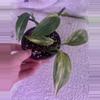 plant/Epi amplissimum aurea-2-thumbnail