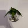 plant/Rooted philodendron Brasil cuttings-0-thumbnail