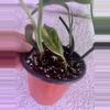 plant/Epi amplissimum aurea-1-thumbnail