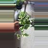 plant/Pothos N’Joy 6”-0-thumbnail