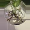 plant/Rooted philodendron Brasil cuttings-1-thumbnail