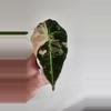 plant/Alocasia Pink Black Velvet (APBV1)-0-thumbnail