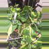 plant/Philodendron Brasil in hanging kokedama-2-thumbnail