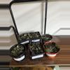 plant/Hoya krohnaina Black-0-thumbnail