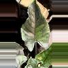 plant/Aurea antoro corm-1-thumbnail