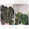 plant/Sams Dream X Crystal Doryaki Crystal 1 seedling-0-thumbnail