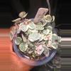 plant/Variegated String of Hearts in 4 inch pot.-1-thumbnail