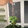 plant/Philodendron Brasil in hanging kokedama-0-thumbnail