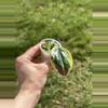 plant/Hoya Para albo-0-thumbnail